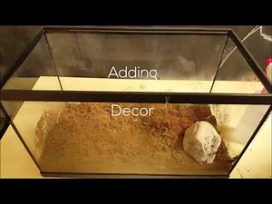 How to make an American / Fowler's toad terrarium