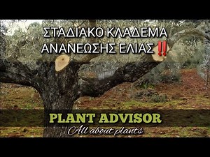 Gradual pruning of olive renewal ‼️How is it done?⁉️Plant consultant
