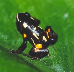 Brazil nut poison frog - Alchetron, The Free Social Encyclopedia