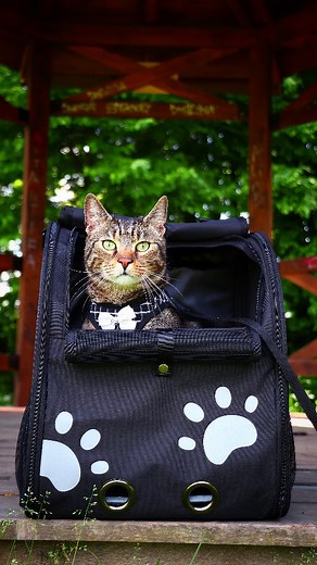 We have about 5 or 6 backpacks, but this one is definitely my favorite! 🎒👌😻 . I'm a big boy, so the extra space is awesome for him, but the price was nice for the hoomans, too! 💸😹 . Visit the link in my bio and use the code for extra discount! 🔝 #liamtheeverydaycat #adventurecat #catbackpack #petbackpack #catbag #petbag #catproducts #welovecats #bigcat #browntabby | Liam The Everyday Cat