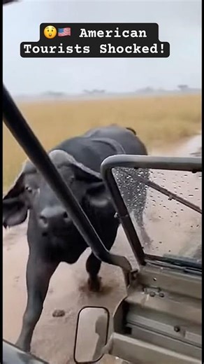 Buffalo Charges Safari Jeep — American Tourists Run for Their Lives! 🐃