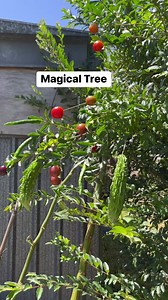 10K views · 66 reactions | Wow Amazing Magical Tree In Magical World Fresh Fruit Anfd Veggies #magic #magical #fruits #vegetables #tree #goodvibes #funny #funniestvideos #fypシ゚ #funnyreel #funnyreelsvideo #entertainment #GoodVibesOnly #lol #amazingvideo #amazingfood | Pinoy Vlog in New Zealand | Facebook