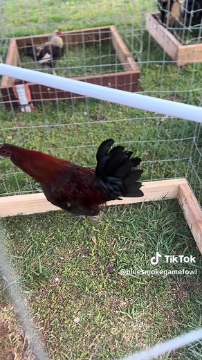 Father and son #gamefowlbreeders #gamefowl #rooster