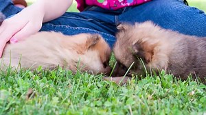 10 Most Aggressive Dogs in the World