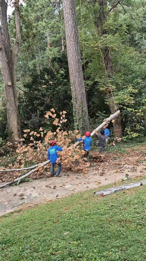 Removing an oak tree that was dying, Full video. #treeremovalexperts #fypreels #treeclimber #foryoupagereels #arboristlife #fypreelsシ゚viralシ #treeservice #Raleigh #arboristlife #viralchallenge | Acorn Tree & Shrubs Services LLC