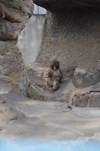 市川市動植物園に行ってきました‼️今話題の子猿のパンチくん🐵を見てきました😄猿山まわりすごい人だかり😅割と他の子猿と遊んでる場面が多かったです😊他の子猿よりもひときわ小さくて少し黒っぽいのでわかりやすいです👍オランママはもうおらんかった🐵卒業かな？👏他の動物もいて楽しめました👍