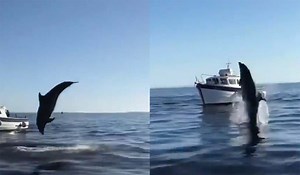 'Is this Fungie?' Incredible footage of breaching dolphin captured off Irish coast - Extra.ie