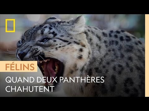Des panthères des neiges chahutent au bord de flancs escarpés