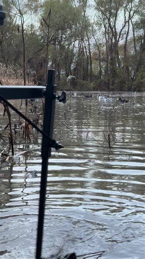 Two lines, One DP. Our favorite way to run it🔥 #PerfectLimitOutdoors #designatedpuller #MakeTheWaterMove #duckhunting #waterfowl #duckseason #duckdecoys #decoymotion #watermotion #motiondecoys #waterfowl #duckseason | Perfect Limit Outdoors LLC