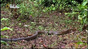 King Cobras Nat Geo Wild HD Video June 2016