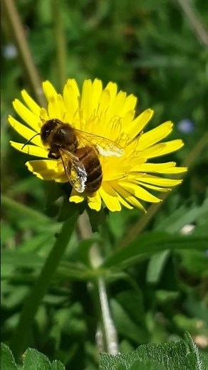 Bee Foraging a Dandelion Flower