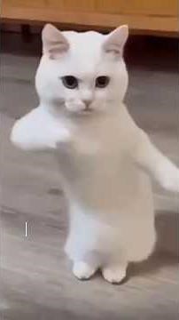 “Try Not to Laugh: Funny AI Cat Musician Moments | Meow-sical Compilation”#viralshorts