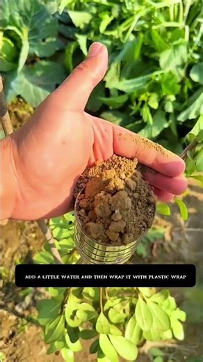 He turned ONE branch into a whole new tree… 🌳😱 Old farming secret revealed!