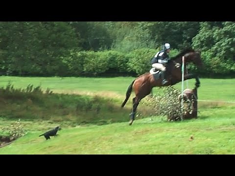 dog chases horse cross country, video