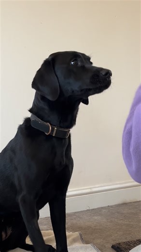 Rory can now run through her whole blood draw protocol with 10 seconds of needle pressure. Still some anxiety showing with lip licks, flat ears ears head turning away … but she’s not getting up and moving away AND she clearly knows at the end that the treat is coming as her expression changes completely towards the end of my countdown. Next step is to run through this at the vets #dogbehaviourist #dogtrainer #blacklab #cooperativecare | Harmony - Professional Dog Training | Facebook