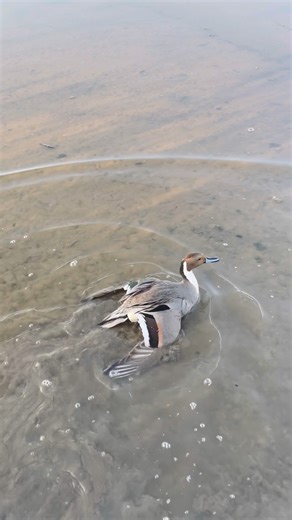 Beautiful pintail drake with hen🦆