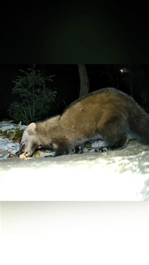 Fisher snags a morsel #wildlife