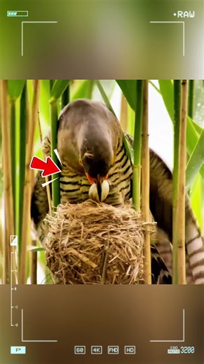 The Dirtiest Bird in the Animal Kingdom