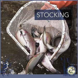 29K views · 148 reactions | You’re supporting conservation! When you buy a fishing license, it’s a win-win: you get countless fun memories, and your money helps ensure healthy fish populations and public access to fishing opportunities for generations to come. Click here to purchase yours today. | Massachusetts Division of Fisheries & Wildlife | Facebook