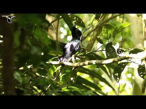 Curl-crested Manucode