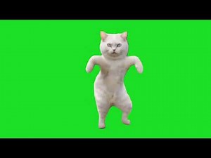 Cat dance green screen 1305 #viralcats #greenscreen #editing