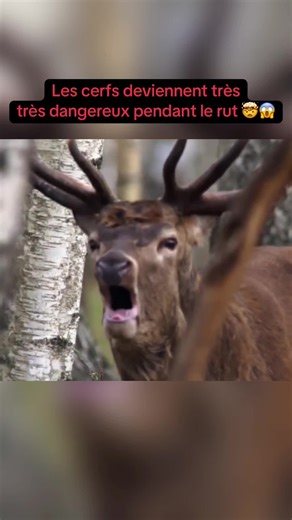Les cerfs sont pret a tout pendant le rut pour pouvoir s’accoupler. #cerfs #rut #wildanimals #documentaire #documentairefr