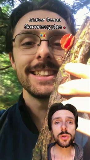 JUNGLE CUP MUSHROOMS!? (we have the hairless version)