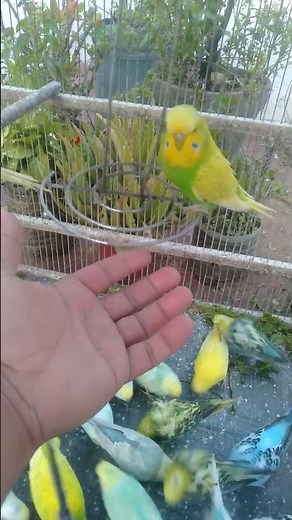 Fjädrar som glöder i tystnad ✨🕊️ #fjäderglans #stillhet #norden