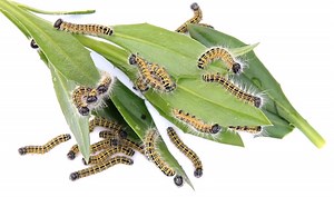 Vampire Weekend - Harmony Hall / 2021