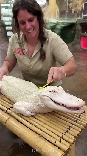 Great Power of Animal Tranformation #animaltransformation