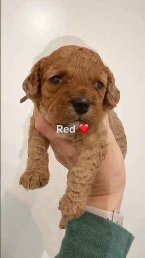 Some of them are still looking for their forever home!🏡 Australian Labradoodle puppies 🐶#breeder