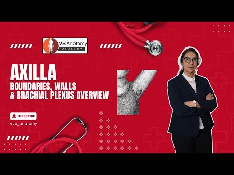 Title: Axilla: Boundaries, Walls & Brachial Plexus Overview