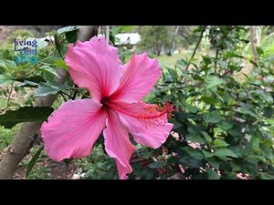FLORA CUTERVINA - CAJAMARCA [PERÚ] HD1080P