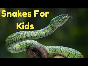 Snakes for Kids | Learn About Snakes | Kids Animal Knowledge | Fun Facts & Easy Learning#snake #kids