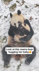 Pandas are known for their gentle and nurturing relationship with their cubs. A mother panda typically raises one or two cubs at a time, providing constant care, warmth, and protection during their first few months of life. Newborn cubs are tiny and completely dependent, so the mother devotes nearly all her attention to feeding, grooming, and keeping them safe. As the cubs grow, she helps them learn how to eat bamboo and develop essential survival skills. The strong bond between a panda mother a