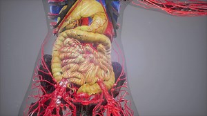 Premium stock video - Anatomy tomography scan of human body