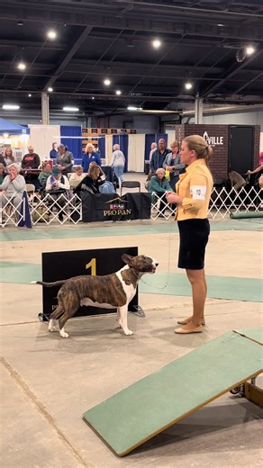 Vogue takes Owner Handled Terrier Group One on Thursday at the Louisville show! No placement in Best in Show but she made a new friend ❤️ Congratulations to all the other winners. #bullterrier #showdog #dogshow