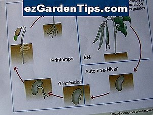 Le cycle de vie d'une plante éphémère 🌱 Conseils Jardiniers - Fr.ezGardenTips.com