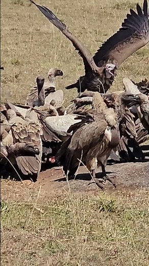 Vultures Working 🦅😱😱 #Wildlife #Safari