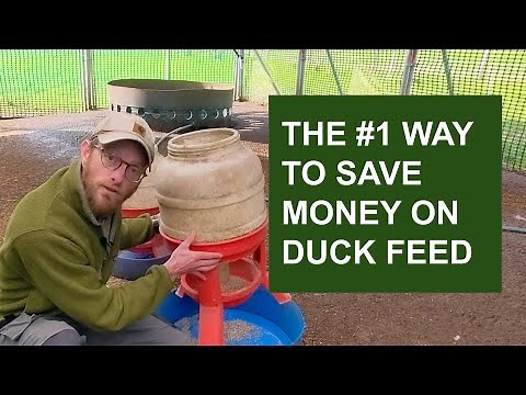 The best type of duck feeder