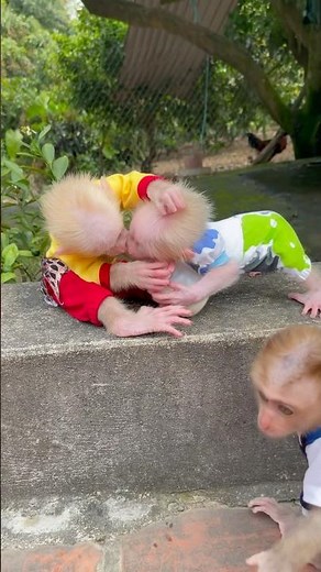 Two baby monkeys fight over each other's milk bottle.😩🍼 #monkey