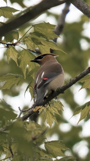 Sigma 150-600mm Wildlife Test | Cedar Waxwing on Sony A7IV