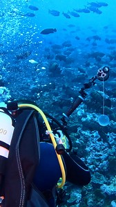 Diving in Fakarava means sharing the water with sharks, rays, and dazzling schools of tropical fish. 🌊 The sheer variety of marine life was mind-blowing, and the massive gatherings of Marbled Grouper left us absolutely breathless at times—but sometimes, the real thrill was in spotting the sneaky ones! 👀 Enter the Leopard Flounder, the ultimate underwater hide-and-seek champion. With its pancake-flat body and next-level camo skills, it had us doing a serious double take! Just when we thought we