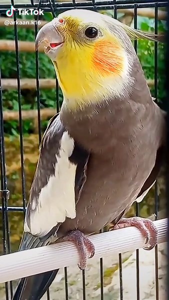 Falk Australia Bird Chirping Compilation
