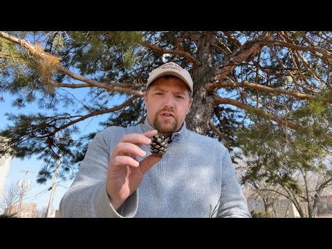 Scotch Pine identification (Pinus sylvestris)