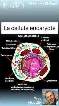 11. The eukaryotic cell