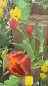 2.9K views · 28 reactions | Live spring flower plants perfect for gifts #springflowers #springiscoming #exciting #loveflowers #usalife | Afsana’s Lifestyle Vlog in USA | Facebook