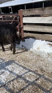 The first load of the 230 Black Angus steers/heifers of Galten Land and Livestock have arrived! Todd Moore and the staff have done a great job ranch raising these calves! Ranch-Raised outside all winter, all vaccinated properly, fed TMR ration, out of top carcass quality Angus bulls! These good calves sell in Cookstown Thursday! | Ontario Stockyards