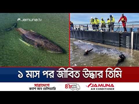 মৃত্যুকে জয় করে অবশেষে মুক্তি; বালুচর থেকে মহাসাগরের পথে 'টিমি' | Whale Rescue | Germany | Jamuna TV