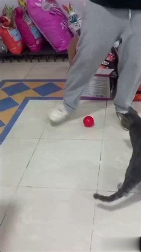 football cat and cute cat #entertainment #entertainmentvideo #kindness #cat #cats #catlover #viral